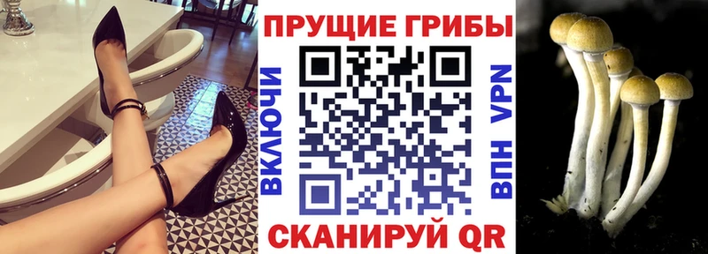 Галлюциногенные грибы Cubensis  купить закладку  OMG tor  Мглин 
